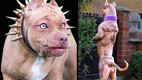 buffest dog|buffest dog ever.